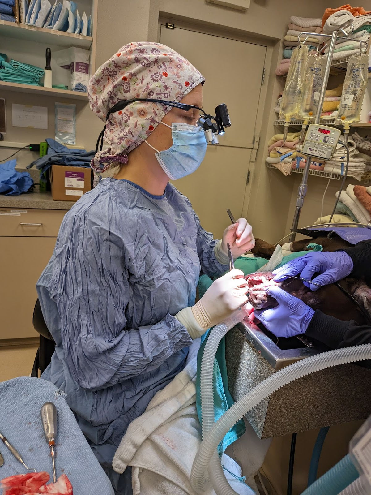 Image of Veterinarian working on animal with LumaDent Ergo Loupes.